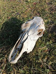 cow skull on the grass