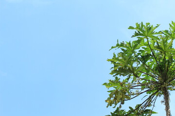 green leaves on blue sky background