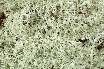 Green moss (Cladonia rangiferina), for backgrounds or textures