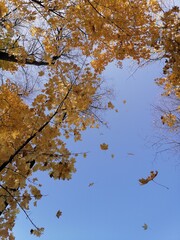 autumn trees and falling leaves against the sky