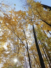 autumn trees and falling leaves against the sky