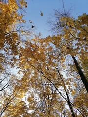 autumn trees and falling leaves against the sky