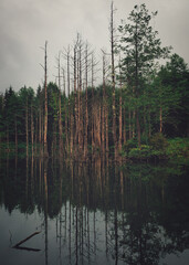 reflection of trees in lake