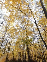 autumn trees and falling leaves against the sky