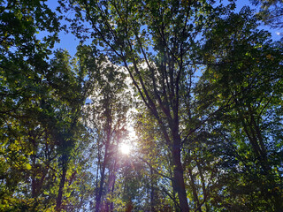 Fototapeta na wymiar Sonne scheint durch Baumkronen bei blauem Himmel im Herbst