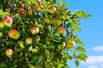 Colorful shot containing a bunch of red apples