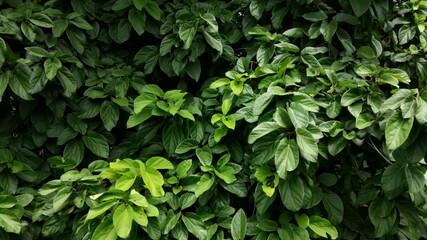 Green teak leaves background. 