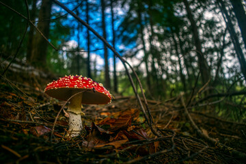 Fototapeta premium Otoño.