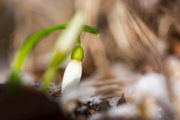 Snowdrop Galanthus nivalis in the forest close-up. Macrophotography of snowdrops with snow. Tender first flowers make their way through the snow. Concept of the arrival of spring. Soft focus.