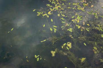 Grass in the water growing in swampy ponds. Turbid green water background with leaves and plants.