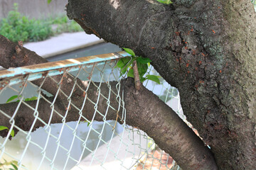 金網を破って成長した桜の木の枝