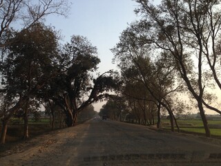 trees in the Highway