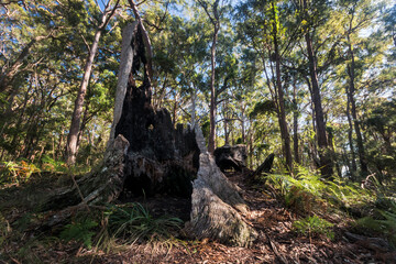 Bushland at Kincumber Mountain on NSW Central Coast