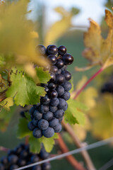 Winery Grapes on the Vine