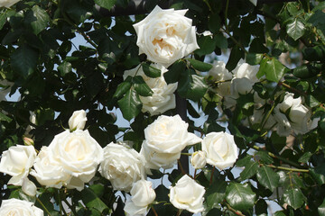 Obraz na płótnie Canvas 白いバラの花
