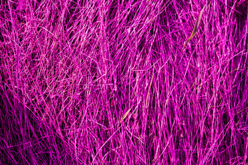 bright pink textured background, purple blades of grass macro photography for background and wallpaper