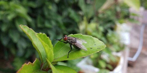 A housefly standing on green leaves. 