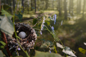 nest with an egg on a tree branch in a summer forest, illuminated by the sun