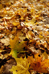 Close-up fallen colorful leaves. Fall concept. Autumn foliage.