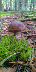 mushrooms in the forest