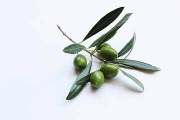 The branch of green olive. stock photo 
