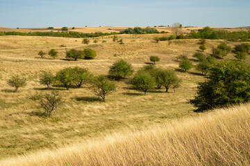 Beautiful grassland landscape with small trees, Deliblatska pescara, Zagajicka brda,  Serbia