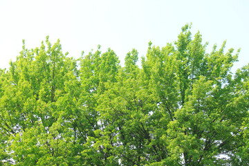 樹木の新緑