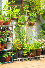 玄関先の植木鉢