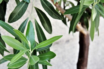 Olive leaves on the tree