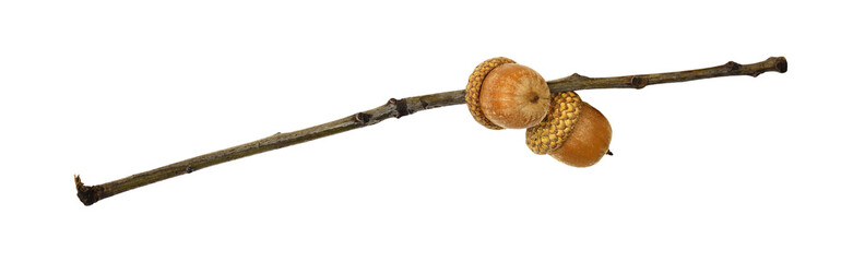 Twig with oak acorns © Ortis
