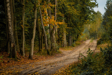 Naklejka premium road in the woods