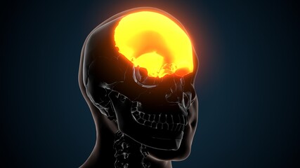 3d illustration of human skeleton skull frontal bone anatomy © PIC4U