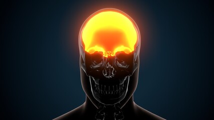 3d illustration of human skeleton skull frontal bone anatomy © PIC4U