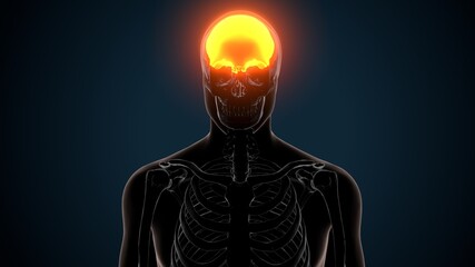 3d illustration of human skeleton skull frontal bone anatomy © PIC4U