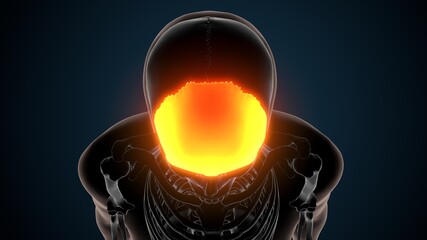 3d illustration of human skeleton skull frontal bone anatomy