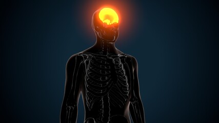 3d illustration of human skeleton skull frontal bone anatomy
