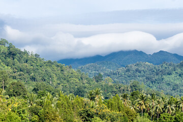 Fototapeta na wymiar High angle view of forest with mountain and cloud in south of Thailand