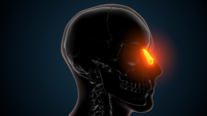 Obraz premium 3d render of human skeleton nasal cartilage anatomy 
