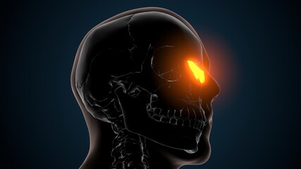 3d render of human skeleton nasal cartilage anatomy
