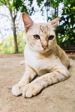 Close-up of cute white hybrid breed cat