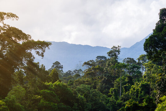 High angle view of forest with mountain and cloud in south of Thailand