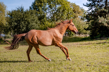Chestnut horse in autumn season, portrait of running horse.