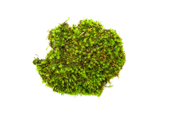 Green bright fresh moss grows on a piece of old rotten wood, isolated on white background