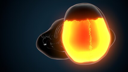 3d illustration of human skeleton skull parietal bone anatomy © PIC4U