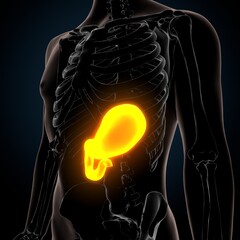 3D Illustration of Human Digestive System Stomach Anatomy