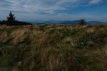 grass and sky