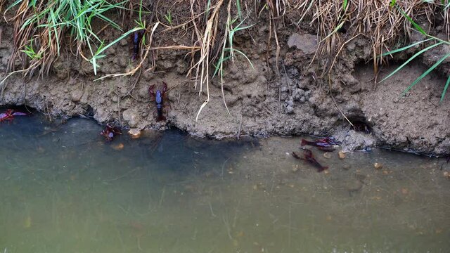 crayfish or river crab video in 4k from Delta del ebro, catalonia, spain.