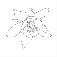 Beautiful vector flowers on a white background. Vector graphics.