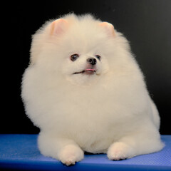 Close-up portrait of a white Pomeranian on a blue groomer table.