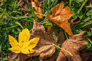 beautiful autumn hike in the colorful forest near wilhelmsdorf